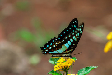 butterfly on flower