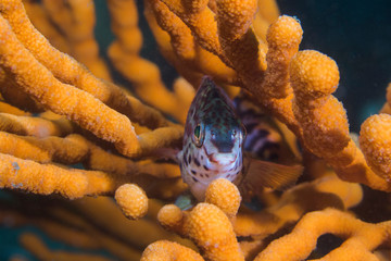 A Redfingers fish (Cheilodactylus fasciatus) sitting in a Sinuous sea fan (Eunicella tricoronata).