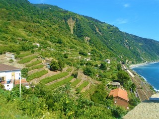 cinque terre Italia countryside 