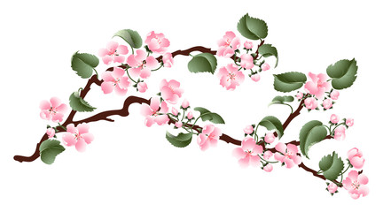 Apple tree blossoming branch. Gentle pink spring flowers. Isolated on white background.