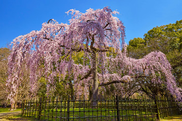 枝垂れ桜２