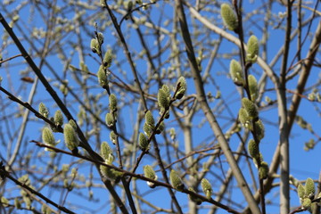  Fluffy cat-like flowers bloomed on a willow tree in early spring