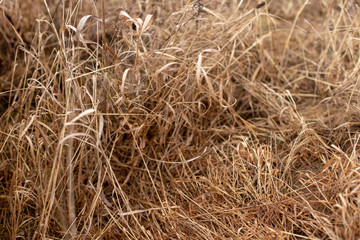 Natural texture of brown last year's dry crumpled long dry grass and sedge.