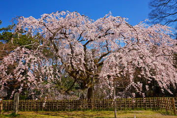 枝垂れ桜３