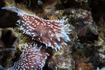 Two Cape silvertip nudibranchs (Janolus capensis) together on the reef.