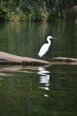 egret