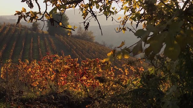 Viticulture in Piedmont, Italy, between Langhe and Roero