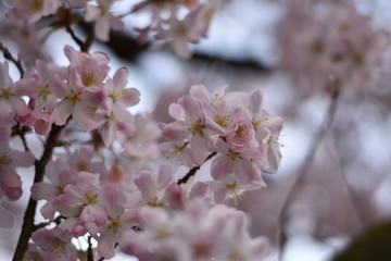 Blüten einer Vogelkirsche
