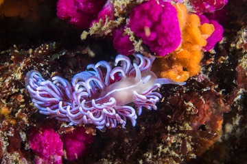 A brightly colored Coral nudibranch (Phyllodesmium horridum) 