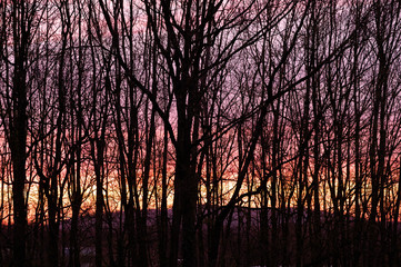 Fototapeta premium sundown with trees