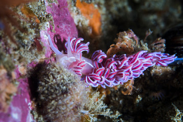A brightly colored Coral nudibranch (Phyllodesmium horridum) 
