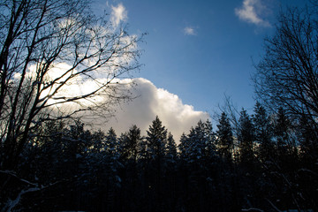 Blue clear sky with clouds over a snowy forest.