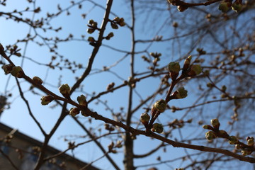  The buds are swollen in the trees and young leaves will appear soon