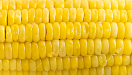 Close up yellow fresh coin. Background for food and vegetable.