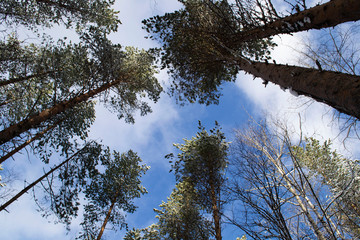 view of the crown of trees in the winter forest against a blue sky.