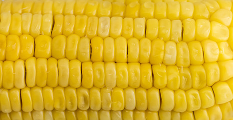 Close up yellow fresh coin. Background for food and vegetable.