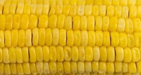 Close up yellow fresh coin. Background for food and vegetable.