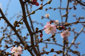  The first tender pink flowers bloomed on sakura in early spring in the garden