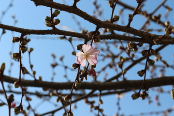  The first tender pink flowers bloomed on sakura in early spring in the garden