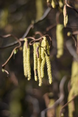 Kätzchen an einer Korkenzieherhaselnuss