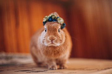 Cute little rabbit with wreath and unhappy face