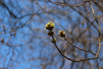 
Maple bloomed earlier in the spring