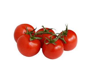 Tomatoes on branch isolated on white background