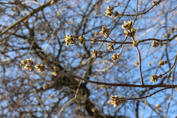 
Maple bloomed earlier in the spring