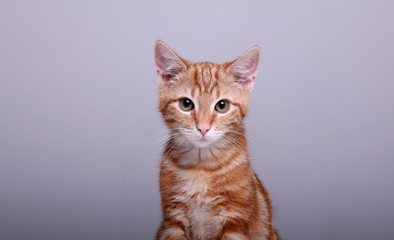 Obraz premium Beautiful little orange cat