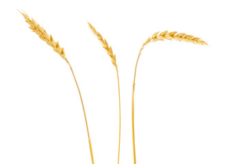 Wheat spikelets isolated on white background