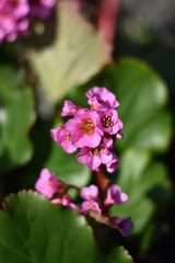 Bl&uuml;ten einer Bergenie (Bergenia)
