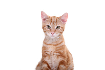 Beautiful little orange cat