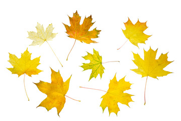 Yellow maple leaves isolated on white background