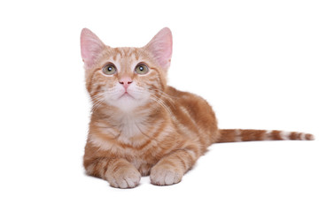 Beautiful little orange cat