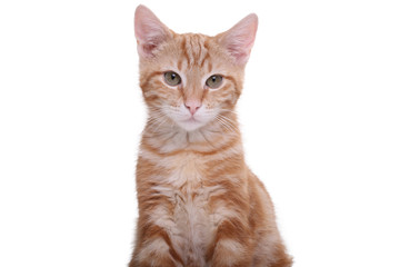 Beautiful little orange cat