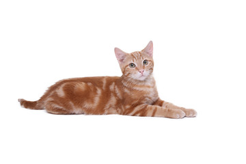 Beautiful little orange cat