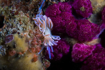 A brightly colored Coral nudibranch (Phyllodesmium horridum) 