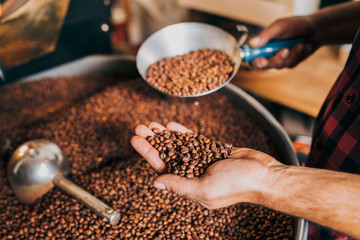 Man's hands holding freshly roasted aromatic coffee beans over a modern coffee roasting machine.