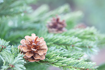 Pine tree with morning on the twig leaves. pine cones at the end of branches, abstract nature background.  Copy space.