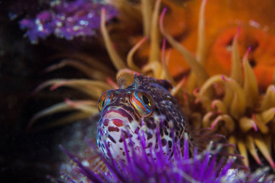 A Speckled klipfish (Clinus venustris) sitting behind a sea urchin on the reef with a anemone in the background.