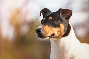 Naklejka na ściany i meble Purebred dog Bodeguero Andaluz, head portrait, natural background. Horizontal with copy space