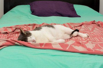 Cat sleeping in bed on a pink blanket and a water green quilt
