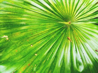 Obraz premium Full frame of palm leaves as background