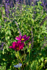 Violet flowers in the front and lavender flowers in the back 