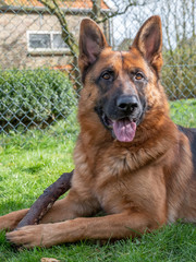 Portrait of a German Shepherd, 3 years old, portrait, in front. LIe down in grass, Friesland the Netherlands