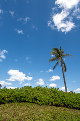 Fototapeta na wymiar Vertical view of palm with blue sky and clouds in Oahu Hawaii.