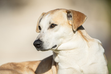 Tunisian dog