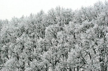 Schneebedeckte Bäume