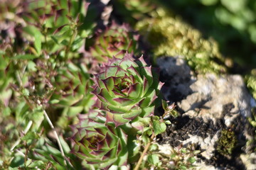 Hauswurz (Sempervivum)