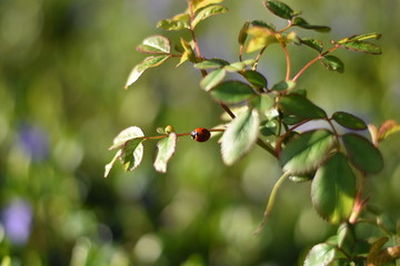 Marienkäfer (Coccinellidae)